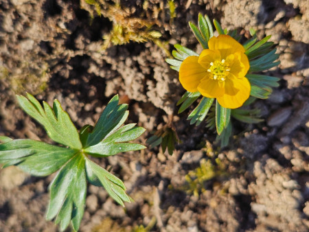 Eranthis longistipitata